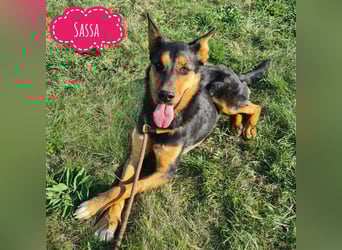 Sassa eine Traumhündin