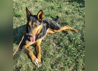 Sassa eine Traumhündin