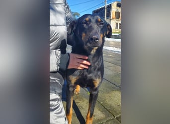 Nuts, junde Dobermann Mix Hündin