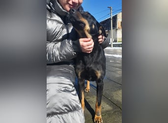 Nuts, junde Dobermann Mix Hündin