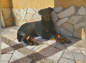 Nuts, junde Dobermann Mix Hündin
