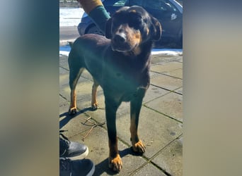 Nuts, junde Dobermann Mix Hündin