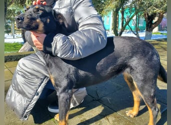 Nuts, junde Dobermann Mix Hündin