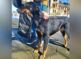 Nuts, junde Dobermann Mix Hündin