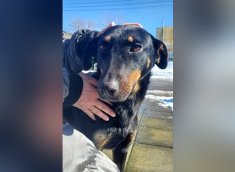 Nuts, junde Dobermann Mix Hündin