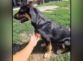 Rané ein wundervoller Schatz