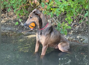 Apollo - Ein großer Junge, der lernen möchte...