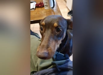 Samba – jung, wunderschön und voller Lebensfreude!