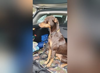 Samba – jung, wunderschön und voller Lebensfreude!