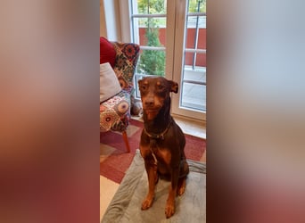 Samba – jung, wunderschön und voller Lebensfreude!