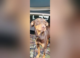 Samba – jung, wunderschön und voller Lebensfreude!