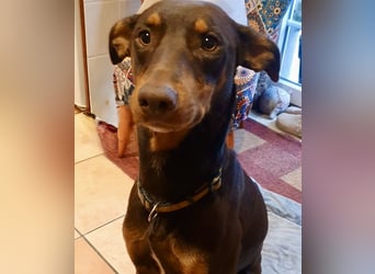 Samba – jung, wunderschön und voller Lebensfreude!