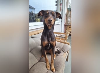 Samba – jung, wunderschön und voller Lebensfreude!