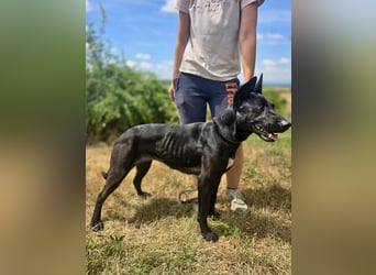 Liebenswürdige Dobermann ähnl. Junghündin, 1,5J., kastriert