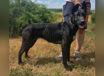 Liebenswürdige Dobermann ähnl. Junghündin, 1,5J., kastriert
