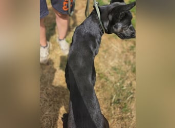 Liebenswürdige Dobermann ähnl. Junghündin, 1,5J., kastriert