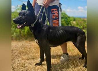 Liebenswürdige Dobermann ähnl. Junghündin, 1,5J., kastriert
