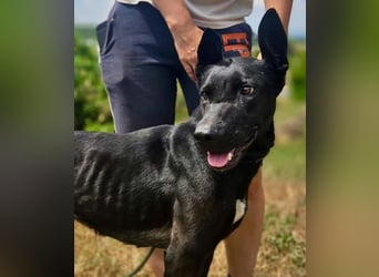 Liebenswürdige Dobermann ähnl. Junghündin, 1,5J., kastriert