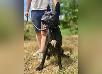 Liebenswürdige Dobermann ähnl. Junghündin, 1,5J., kastriert