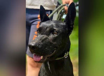 Liebenswürdige Dobermann ähnl. Junghündin, 1,5J., kastriert