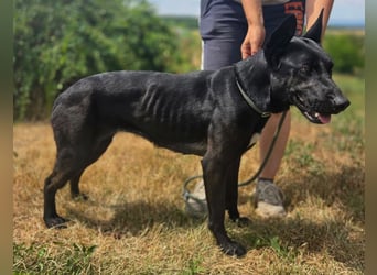 Liebenswürdige Dobermann ähnl. Junghündin, 1,5J., kastriert