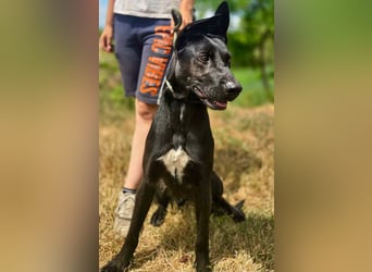 Liebenswürdige Dobermann ähnl. Junghündin, 1,5J., kastriert