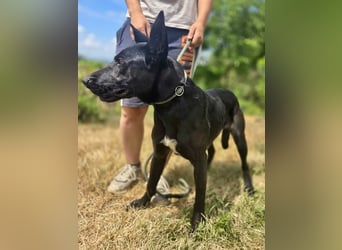 Liebenswürdige Dobermann ähnl. Junghündin, 1,5J., kastriert