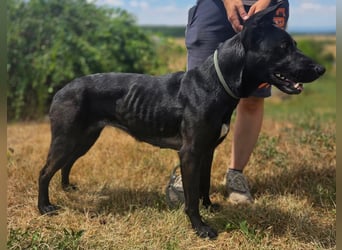 Liebenswürdige Dobermann ähnl. Junghündin, 1,5J., kastriert