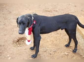 POSEIDON wünscht sich ein Zuhause