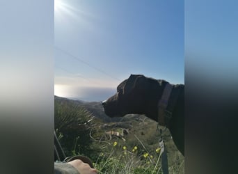 Poseidon wünscht sich ein Zuhause