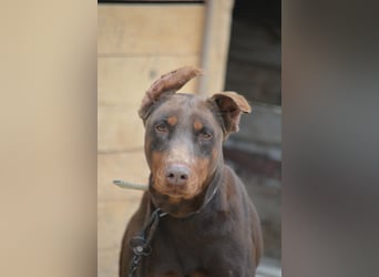 Ein Traum an Dobermann Hündin - JESSICA, ca. 2 Jahre alt
