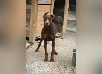 Ein Traum an Dobermann Hündin - JESSICA, ca. 2 Jahre alt