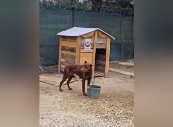 Ein Traum an Dobermann Hündin - JESSICA, ca. 2 Jahre alt