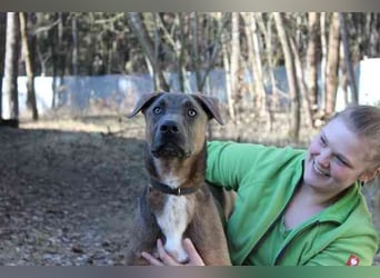 Franky, Dobermann-Malinois-Mischlingsrüde, geb. 6/2025, sucht erfahrene Besitzer