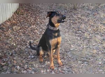 Aron, Dobermann-Schäferhund-Mix, geb. 2025, voller Lebensfreude, su. aktive verständnisvolle Besitze
