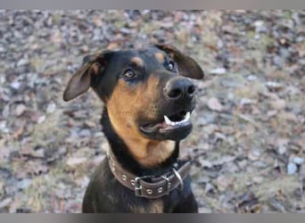 Aron, Dobermann-Schäferhund-Mix, geb. 2025, voller Lebensfreude, su. aktive verständnisvolle Besitze