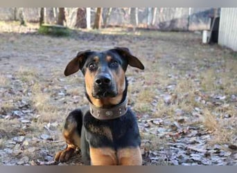 Aron, Dobermann-Schäferhund-Mix, geb. 2025, voller Lebensfreude, su. aktive verständnisvolle Besitze