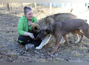 Franky, Dobermann-Malinois-Mischlingsrüde, geb. 6/2025, sucht erfahrene Besitzer