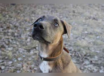 Franky, Dobermann-Malinois-Mischlingsrüde, geb. 6/2025, sucht erfahrene Besitzer