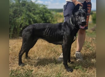 Libenswürdige Dobermann ähnl. Junghündin, 1,5J., kastriert