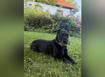 Libenswürdige Dobermann ähnl. Junghündin, 1,5J., kastriert