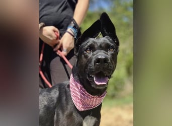Libenswürdige Dobermann ähnl. Junghündin, 1,5J., kastriert