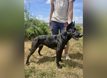 Libenswürdige Dobermann ähnl. Junghündin, 1,5J., kastriert