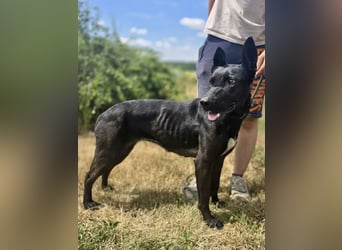 Libenswürdige Dobermann ähnl. Junghündin, 1,5J., kastriert