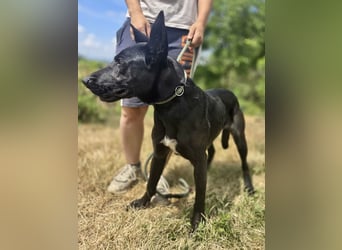Libenswürdige Dobermann ähnl. Junghündin, 1,5J., kastriert