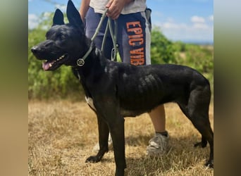 Libenswürdige Dobermann ähnl. Junghündin, 1,5J., kastriert