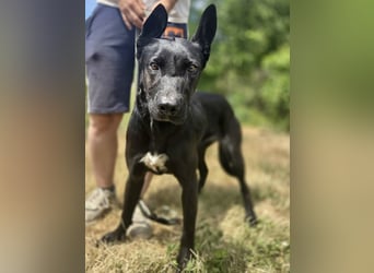 Libenswürdige Dobermann ähnl. Junghündin, 1,5J., kastriert