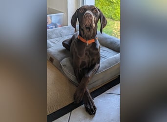 Cleo ist eine sportliche, intelligente Hündin