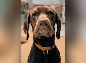 Cleo ist eine sportliche, intelligente Hündin