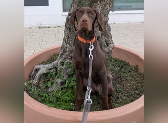 Cleo ist eine sportliche, intelligente Hündin